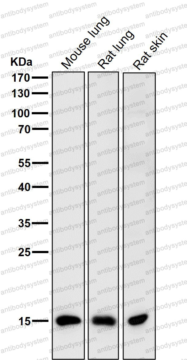 Anti-Histone H3 (dimethyl K9) Antibody (R2A90)