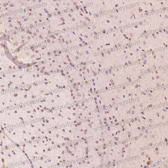 Anti-Histone H3 Antibody (R2A91)