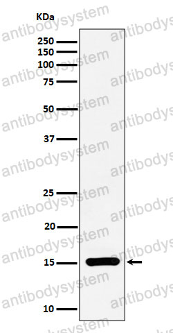 Anti-Histone H3 (symmetric dimethyl R17) Antibody (R2A95)