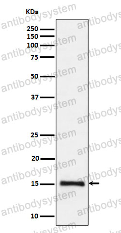 Anti-Histone H3 (dimethyl K79) Antibody (R2A96)