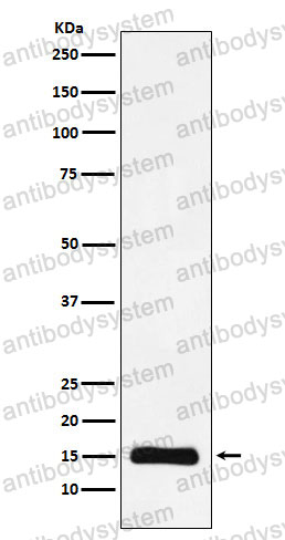 Anti-Histone H3 (monomethyl K9) Antibody (R2B01)