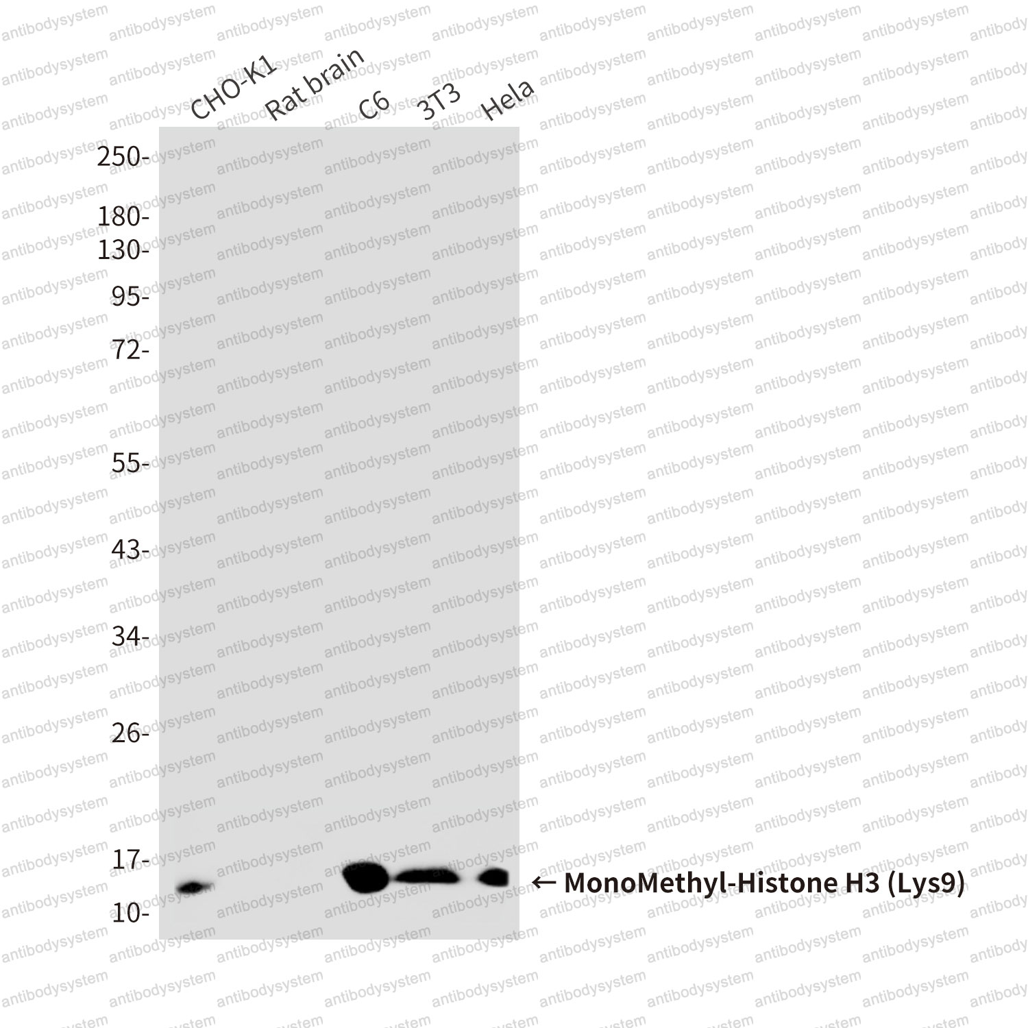 Western blot for Anti-MonoMethyl-Histone H3 (Lys9) Antibody (R3P56) ?>