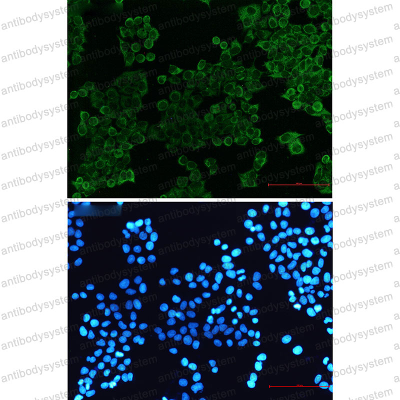 Anti-CD172a/SIRPA Antibody (R2B23)
