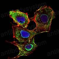 Immunofluorescence for Anti-SMAD3 Antibody (R3P94) ?>