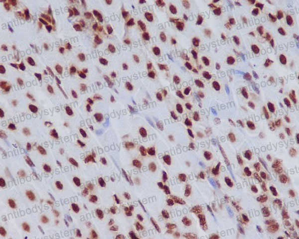 Anti-Histone H3.3 Antibody (R1C44)