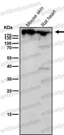 Anti-LRP2/Megalin Antibody (R1A08)