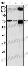 Western blot for Anti-ATP2C1 Antibody (R3Q08) ?>
