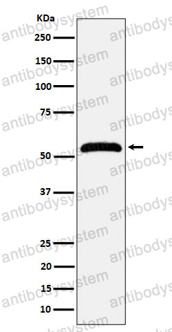 Anti-MPP1 Antibody (R2B63)