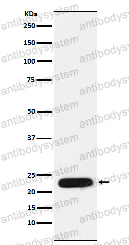 Anti-TFAM Antibody (R2B65)