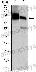 Western blot for Anti-HNRNPU Antibody (R3Q21) ?>