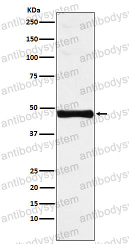 Anti-IRF9 Antibody (R2B83)