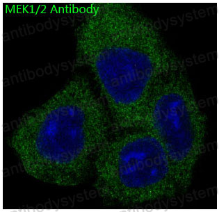 Anti-MEK1/2 Antibody (R1A76)