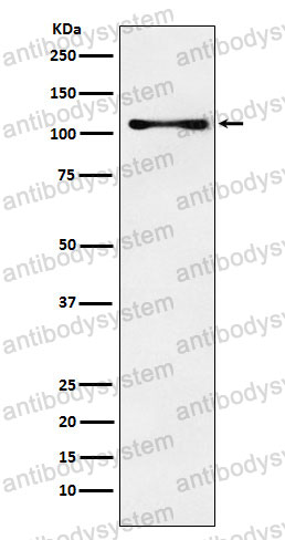 Anti-CENPC Antibody (R2C34)