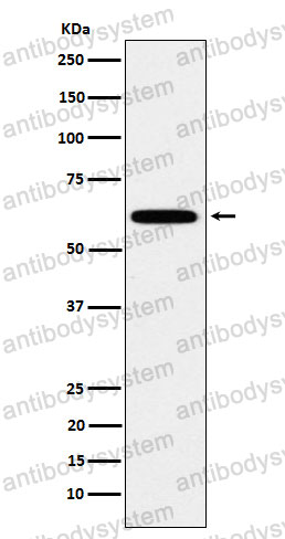 Anti-HSF2 Antibody (R2C41)