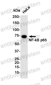Anti-RELA Antibody (R2C42)