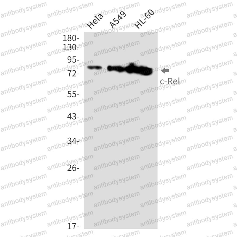 Anti-REL Antibody (R2C52)