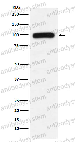 Anti-UBE3A Antibody (R2C53)