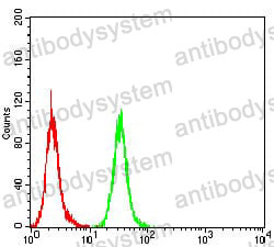 Anti-GAD2/GAD65 Antibody (R3R11)