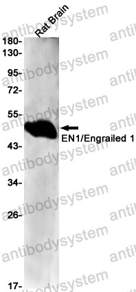 Anti-EN1/HME1 Antibody (R2C77)