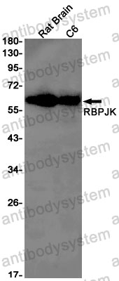Anti-RBPJ Antibody (R2C85)