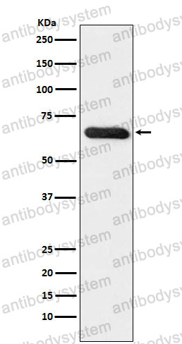 Anti-RBPJ Antibody (R2C84)