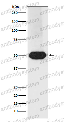 Anti-MEF2A/2C Antibody (R2C86)