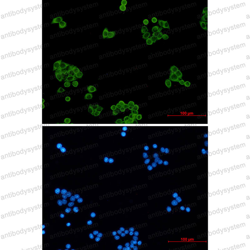 Anti-PRDX1 Antibody (R2C97)
