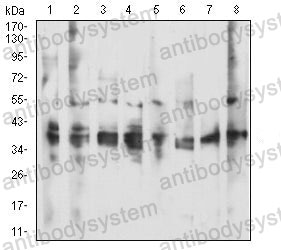 Western blot for Anti-CD137/TNFRSF9/4-1BB Antibody (R3R46) ?>
