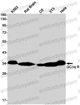 Anti-C1QBP Antibody (R2D01)