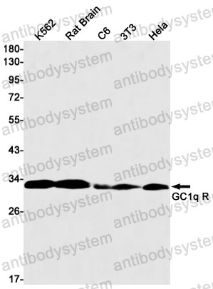 Anti-C1QBP Antibody (R2D02)