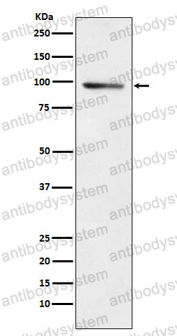 Anti-PDE4B Antibody (R2D05)