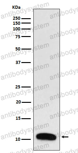 Anti-TFF3 Antibody (R2D07)