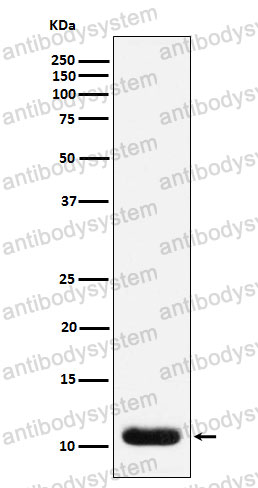 Anti-TFF3 Antibody (R2D06)