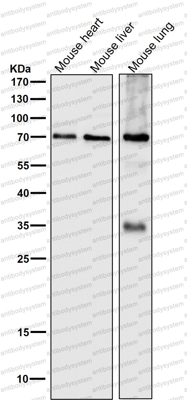 Anti-KHDRBS1 Antibody (R2D09)