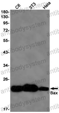 Anti-BAX Antibody (R2D10)