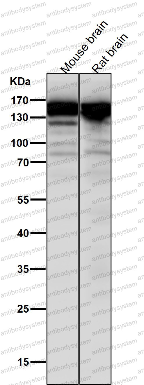 Anti-SOS1 Antibody (R2D15)
