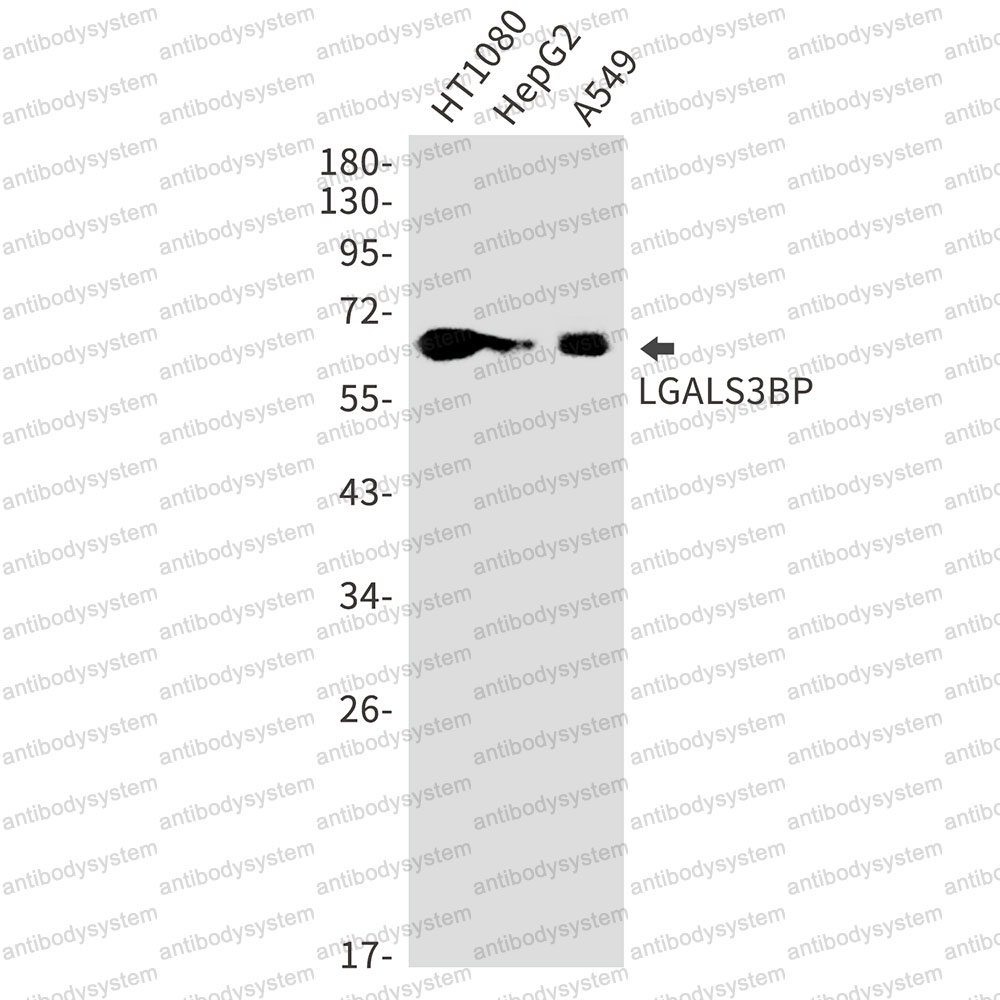 Anti-LGALS3BP Antibody (R2D26)