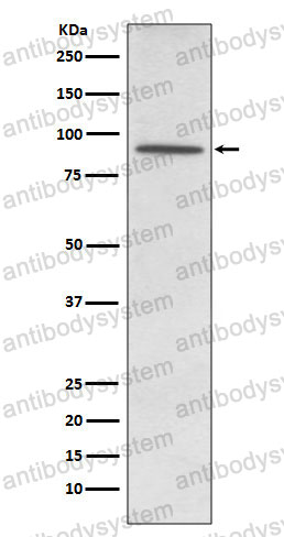 Anti-PDE4D Antibody (R2D27)