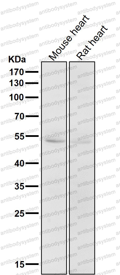 Anti-CD47/MER6 Antibody (R1B02)