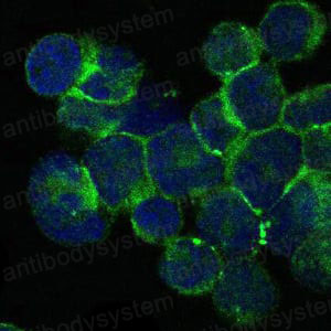 Immunofluorescence for Anti-ITK Antibody (R3R74) ?>