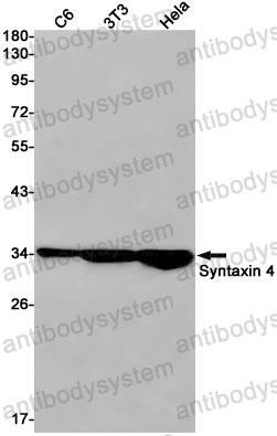 Anti-STX4 Antibody (R2D41)