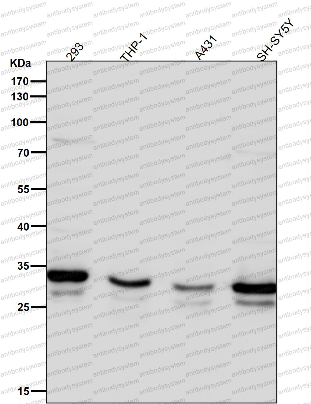 Anti-STX4 Antibody (R2D40)