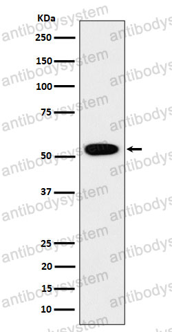 Anti-GRSF1 Antibody (R2D43)