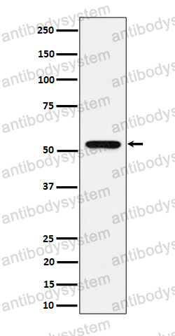 Anti-GRSF1 Antibody (R2D42)
