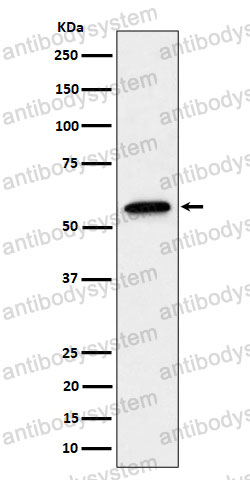 Anti-SF3A3 Antibody (R2D46)
