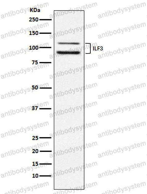 Anti-ILF3 Antibody (R2D53)