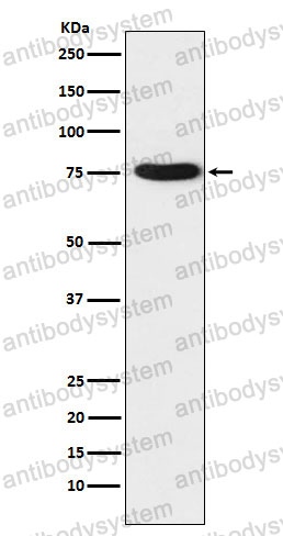 Anti-TRAP1 Antibody (R2D57)