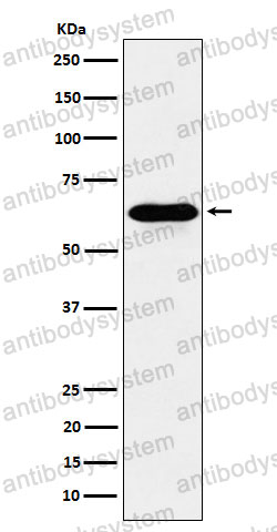 Anti-COASY Antibody (R2D70)