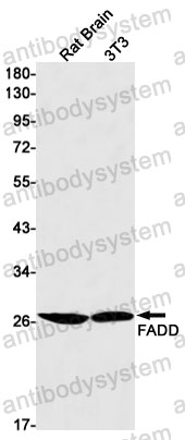 Anti-FADD Antibody (R2D97)