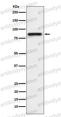 Anti-CD150/SLAMF1 Antibody (R2E21)